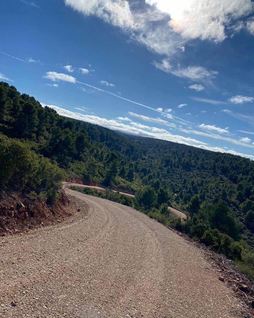 Camino y bosque